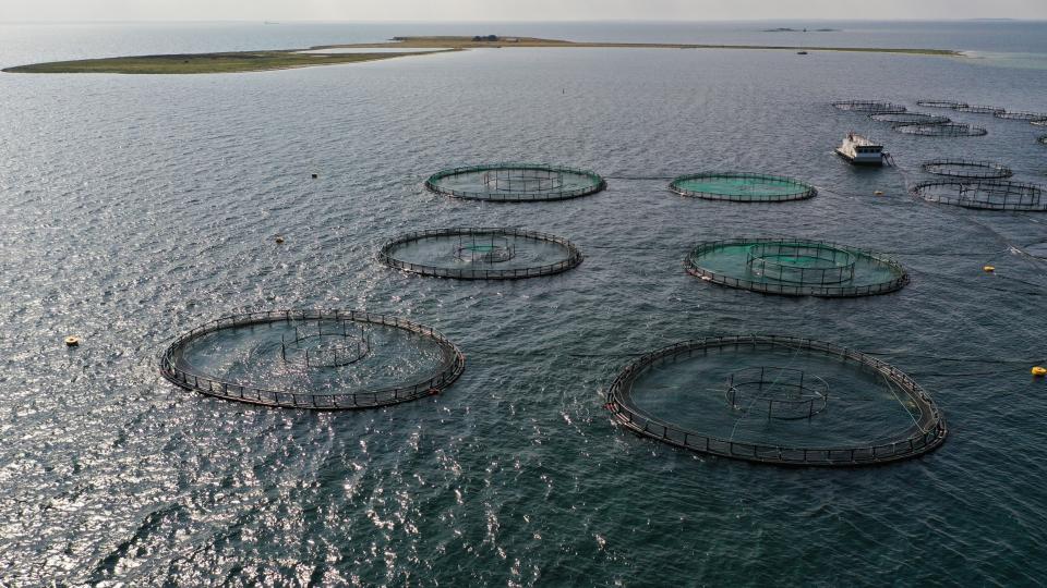 Her er dronefoto taget over Musholm havbrug. Det er kun halvdelen der er i drift, men der er gjort klar til anlæg af en udvidelse af havbruget. Foto: Jan Henningsen