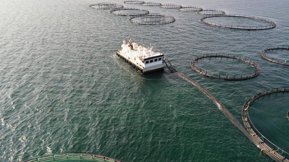 Her er dronefoto taget over Musholm havbrug. Det er kun halvdelen der er i drift, men der er gjort klar til anlæg af en udvidelse af havbruget. Foto: Jan Henningsen