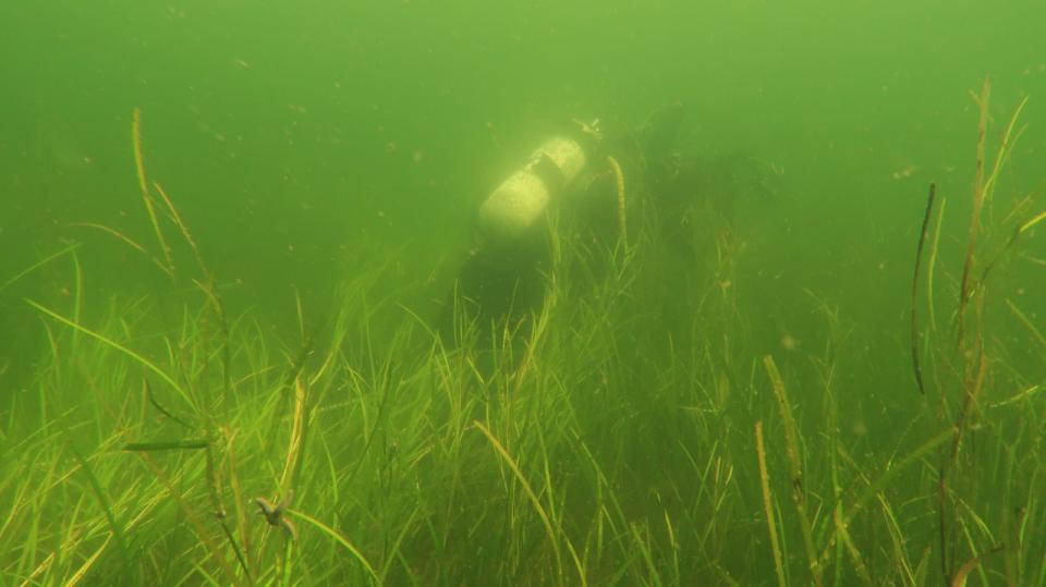 Foto fra Kongsøre 2017 fra dengang havbunden stadig var smuk. Foto: Jan Henningsen