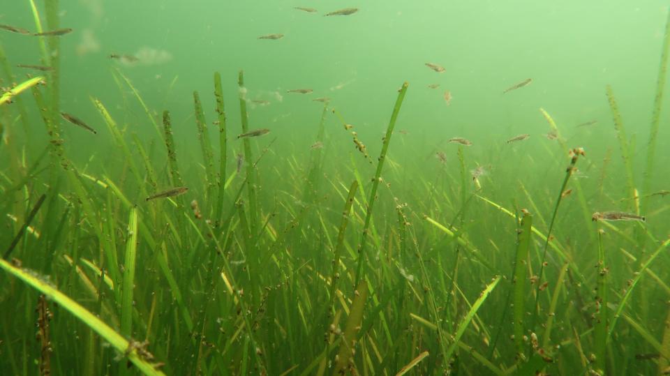 Foto fra Kongsøre 2017 fra dengang havbunden stadig var smuk. Foto: Jan Henningsen