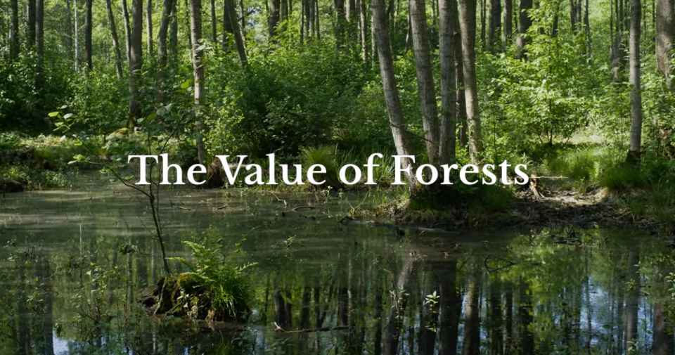 The value of forests